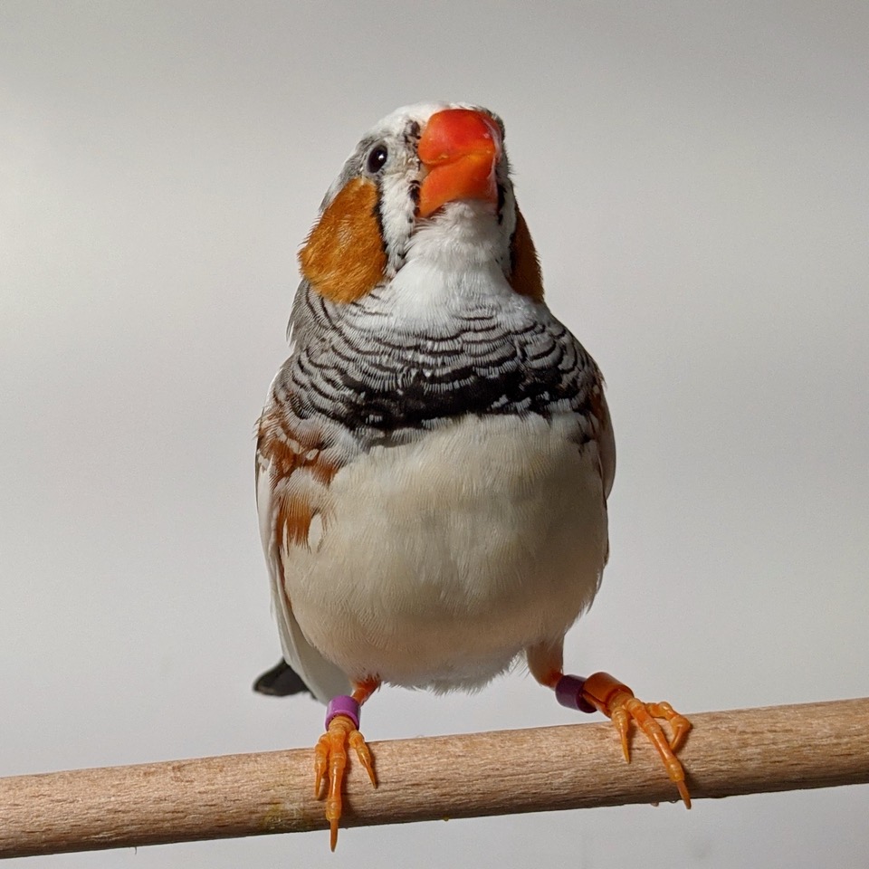 Male zebra finch