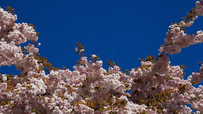 cherry tree against blue sky