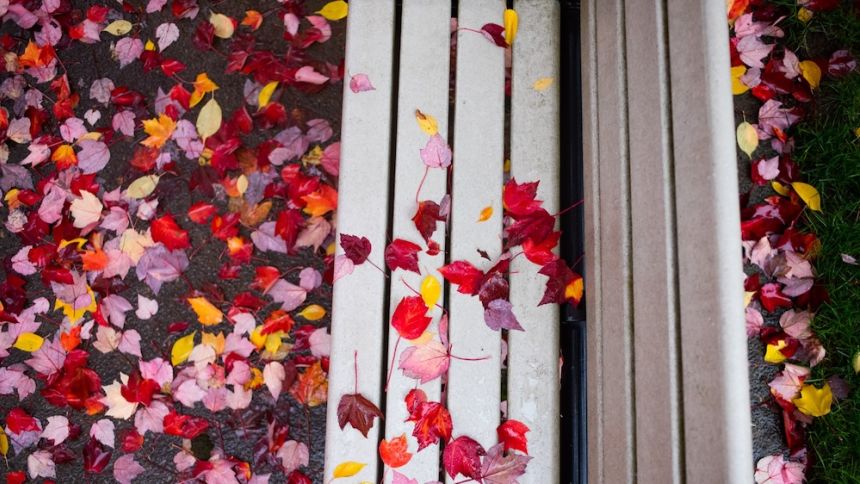 Fall leaves on an empty bench on a rainy day