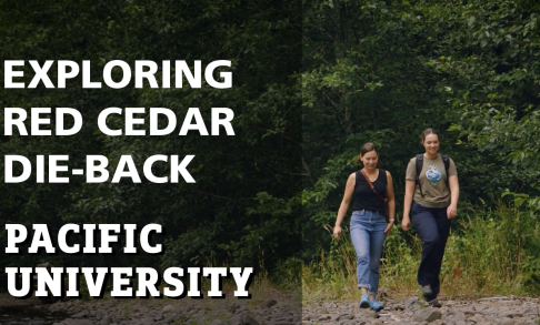 Exploring Red Cedar Die Back with Taylor Warnick '23