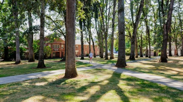 trees and lawn on campus