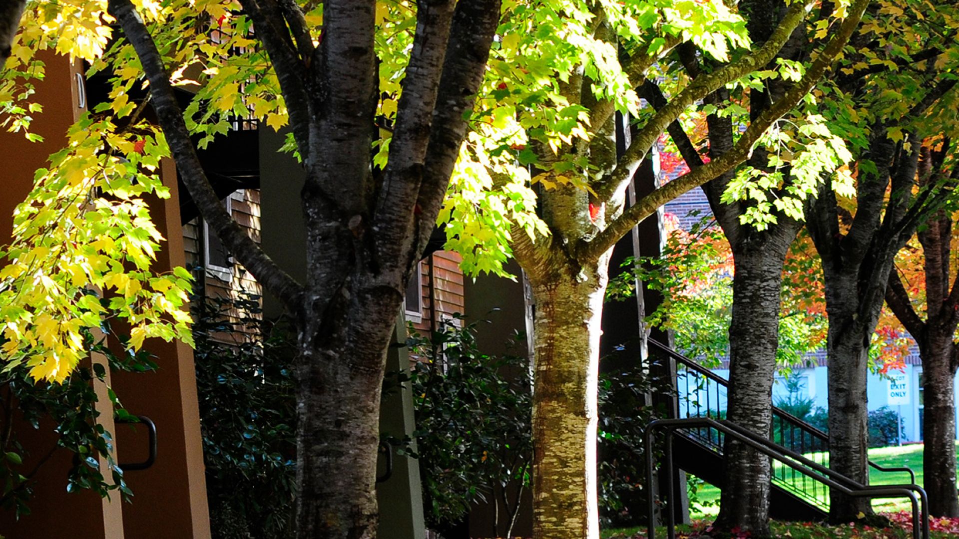 View of trees outside of Vandervelden court