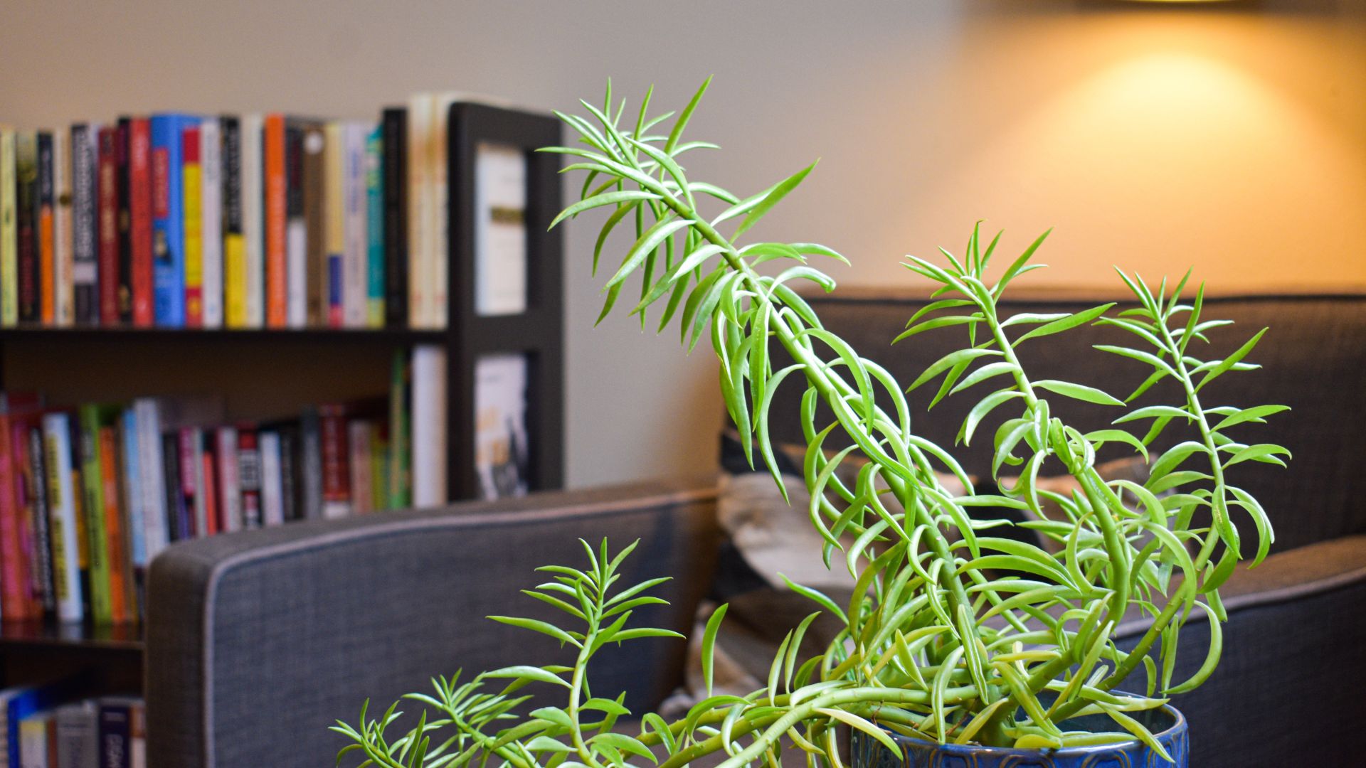 Plant with bookcase